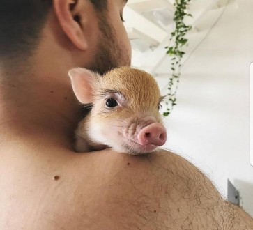 Міні піг, ручна свинка міні піг. Київ. фото 1