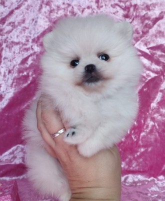 Померанский шпиц мини. Днепр. фото 1