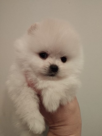 Померанский шпиц мини. Киев. фото 1