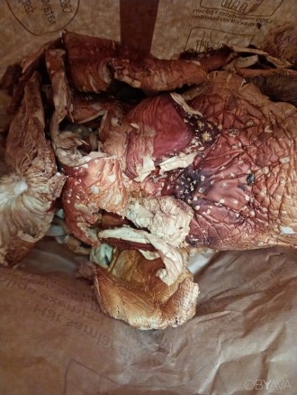 Продам червоний мухомор із Швеції по 200 грн за 50 гр.. Золочевка. фото 1