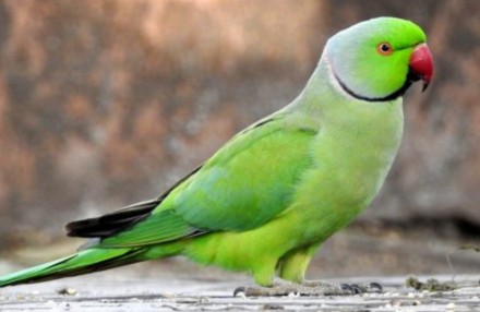 Очень яркие выкормыши 
Ласковые красивые малыши 
Очень широкий ассортимент кле. . фото 6