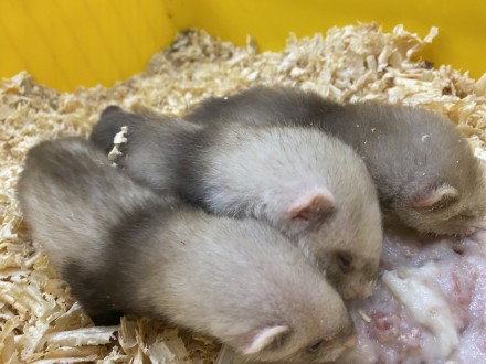 Цей грайливий і кумедний улюбленець стане справжнім сонечком у вашому домі. Тхор. . фото 3