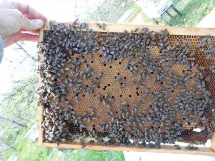 Приймаємо замовлення на плідні мічені матки породи бджіл Карніка F1. Бджолам хар. . фото 10