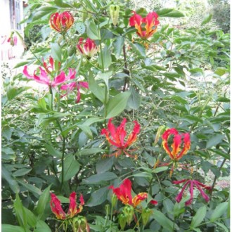 Gloriosa rotschildiana (Глориоза Ротшильда)

Глориоза – уроженка азиатск. . фото 2