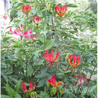 Gloriosa rotschildiana (Глориоза Ротшильда)

Глориоза – уроженка азиатск. . фото 1