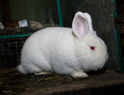 Кролики содержатся по методу акселерационного кролиководства. Выращиваются на на. . фото 2