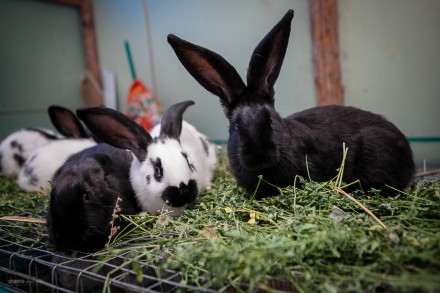 Кролики содержатся по методу акселерационного кролиководства. Выращиваются на на. . фото 5