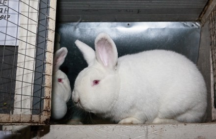 Кролики содержатся по методу акселерационного кролиководства. Выращиваются на на. . фото 3