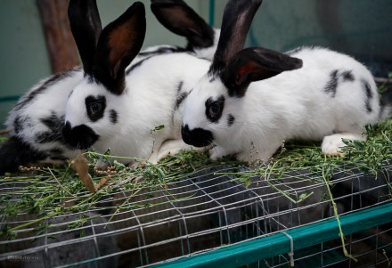 Кролики содержатся по методу акселерационного кролиководства. Выращиваются на на. . фото 4