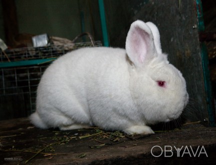 Кролики содержатся по методу акселерационного кролиководства. Выращиваются на на. . фото 1