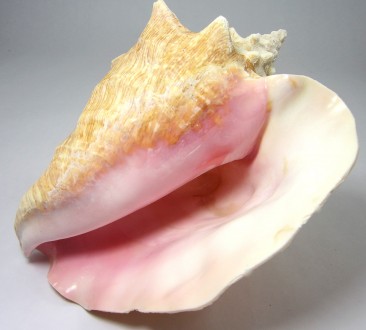 Продам колье из тропической ракушки Pink conch shell, на серебрянной проволоке.
. . фото 10