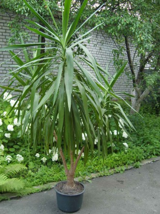 Пальма Юкка высотой 2,9 м, и весом 45 кг. на три ствола. Очень красивая, находит. . фото 4