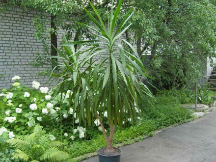 Пальма Юкка высотой 2,9 м, и весом 45 кг. на три ствола. Очень красивая, находит. . фото 3