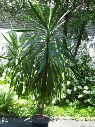 Пальма Юкка высотой 2,9 м, и весом 45 кг. на три ствола. Очень красивая, находит. . фото 2
