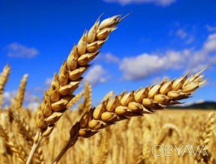 Пшеница Юбилейная 100 включена в Государственный реестр селекционных достижений . . фото 1