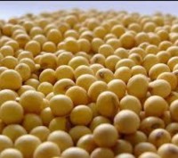 Семена сои МОНРО под гербицид 1 репродукция. Златопіль. фото 1 Семена сои МОНРО под гербицид 1 репродукция. Златопіль. фото 1