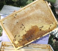 Продам натуральный мед подсолнух с разнотравьем со своей пасеки, урожай 2020 год. . фото 2