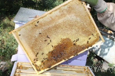 Продам натуральный мед подсолнух с разнотравьем со своей пасеки, урожай 2020 год. . фото 1