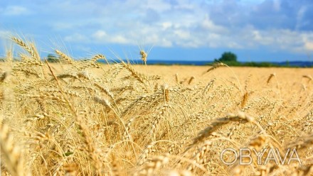 Озимая пшеница Зира Элита
Относится к сильным сортам пшеницы с высокой зимостой. . фото 1