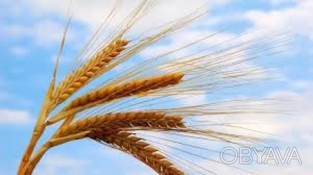 Озимая пшеница Пилиповка (Элита, 1 репродукция)
Характеристика:
- полуинтенсив. . фото 1