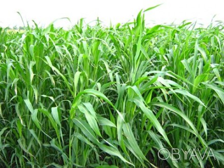 Суданская трава – одна из самых ценных однолетних кормовых культур. Она обладает. . фото 1