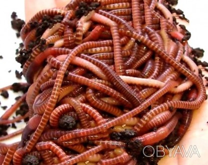 Красный калифорнийский червь
Для разведения, утилизации органических отходов и . . фото 1