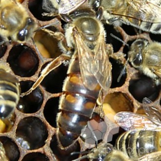 Пчеломатки карника, неплодные и плодные, меченые, плодные матки все с проверкой . . фото 2