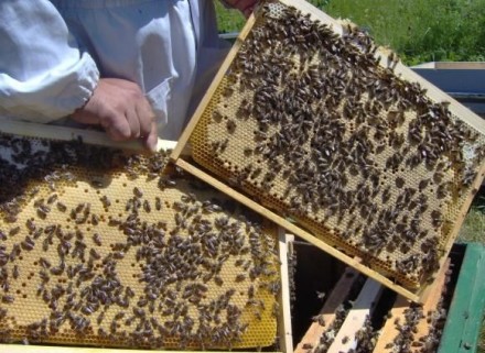 Пчеломатки карника, неплодные и плодные, меченые, плодные матки все с проверкой . . фото 3
