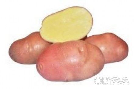 Продам картошку сорта: 1. Бела Роса. 2. Ривьера.
Картошка со своего огорода без. . фото 1