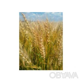 Семена озимой пшеницы — Шестопаловка
Среднеспелый	 
Разновидность	Лютесценс
О. . фото 1