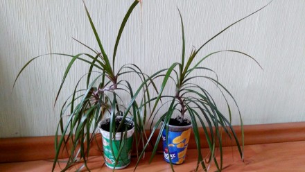 Пальма Драцена. Житомир. фото 1