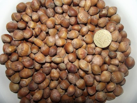 Ведмежий горіх деревовидна ліщина 2024. Умань. фото 1