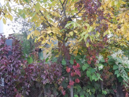 На Туполева . 6 соток в р-не Нивок. Киев. фото 1