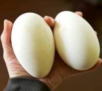 Продаю гусиные яйца гусей породы Линда!!.С домашнего,натурально хозяйства.Отличн. . фото 2
