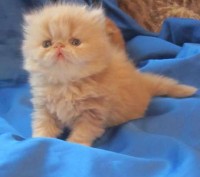 Ярко-рыжие персидские котики экстремального тип, очень пуховые, толстенькие, с б. . фото 2