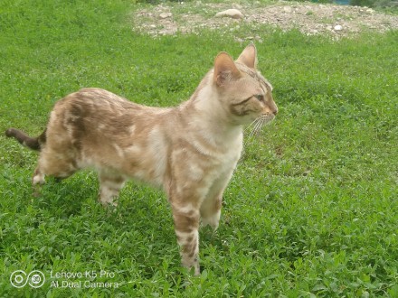 Продам бенгальського котика білий бенгал від мами Calypso Life is Nise, тато Bar. . фото 2