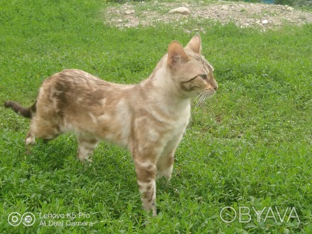 Продам бенгальського котика білий бенгал від мами Calypso Life is Nise, тато Bar. . фото 1