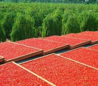 Для вас уважаемый покупатель в наличии лекарственные ягоды Годжи выращиваются пр. . фото 3