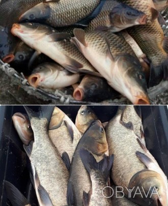Продам живу рибу товарну від виробника (толстолоб, короп, карась, щука, судак)