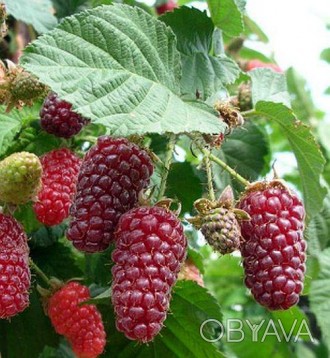 Ежемалина Тайберри / Rubus Tayberry
Выделяется как очень ранняя, с ягодой длиной. . фото 1