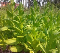 Продам качественные, районированные семена табака:

Virginia Gold
Virginia Da. . фото 3