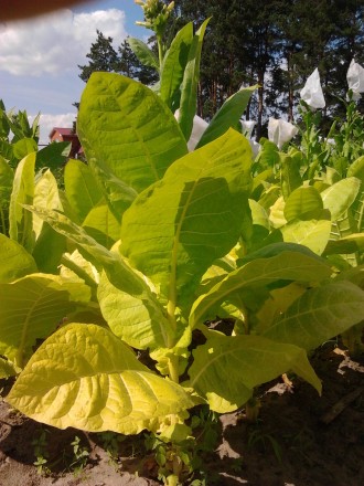Продам качественные, районированные семена табака:

Virginia Gold
Virginia Da. . фото 6