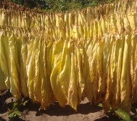 Продам качественные, районированные семена табака:

Virginia Gold
Virginia Da. . фото 4