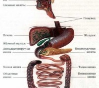Чистый кишечник-ясная голова.Чистка кишечника- Гидроколонотерапия. я. Сумы. фото 1 Чистый кишечник-ясная голова.Чистка кишечника- Гидроколонотерапия. я. Сумы. фото 1
