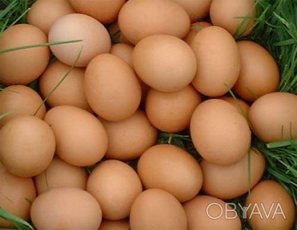 Продажа свежих домашних куриных яиц. Каждый день несут в среднем 25-30 штук. Все. . фото 1