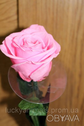 Стабилизированные розы на стебле бутон: 5.5-6.5 см. Высота: 35-40 см.
Живые цвет. . фото 1