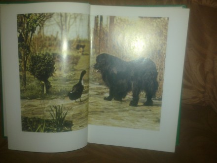 Продам новую иллюстрированную энциклопедию собаки на 437 страницу, под редакцией. . фото 7