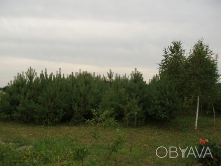 Продається земельна ділянка під забудову в с.Корчин(15км від Червонограда) площе. . фото 1