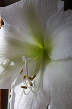 Гиппеаструм – луковичные многолетники. White Arctica -Цветет раз в году - . . фото 4