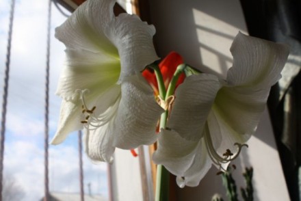 Гиппеаструм – луковичные многолетники. White Arctica -Цветет раз в году - . . фото 3